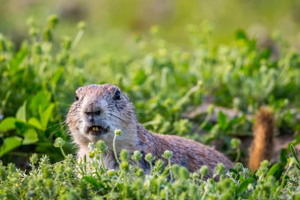 Prairie Dogs in Devils Tower Monumento Nacional, Wyoming — Foto de Stock