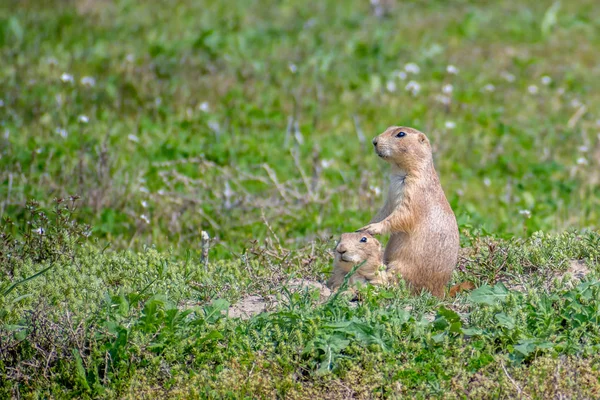 Psy preriowe w wieży Diabłów Pomnik Narodowy, Wyoming — Darmowe zdjęcie stockowe