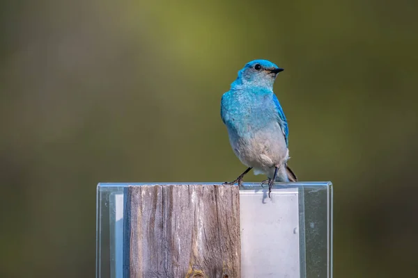 A Mountain Bluebird in Devils Tower National Monument, Wyoming — Fotografie, imagine de stoc