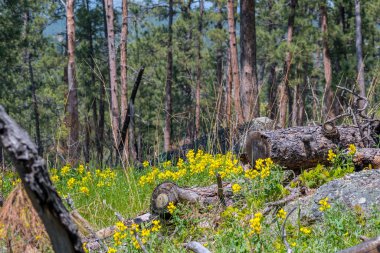 Şeytani Kule Ulusal Anıtı, Wyoming manzarası
