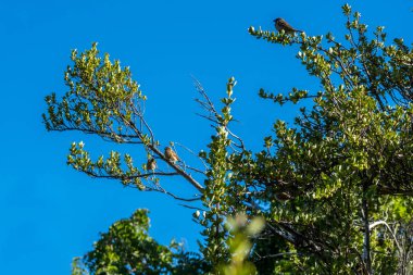 Maui, Hawaii 'de güzel bir Nutmeg Mannikin.