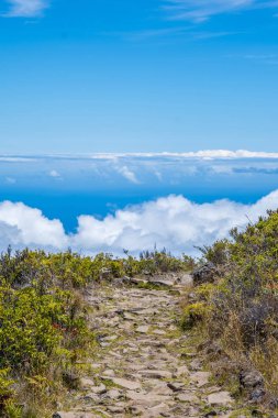 Maui, Hawaii 'de doğaya bakış açısı