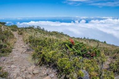 Maui, Hawaii 'de doğaya bakış açısı