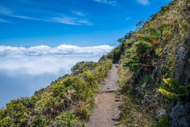 Maui, Hawaii 'de doğaya bakış açısı