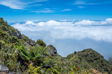 Maui, Hawaii 'de doğaya bakış açısı