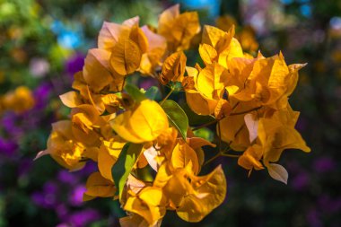 Hawaii, Maui 'de sarı bir Bougainvillea çiçeği