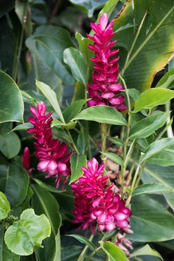 Hawaii, Maui 'de pembe bir zencefil bitkisi.