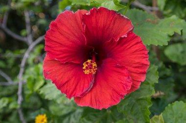 Hawaii, Maui 'de kırmızı bir Hawaii Hibiscus' u