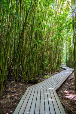 Hawaii, Maui 'de bambu ağaçlarıyla çevrili çok uzun bir sahil yolu.