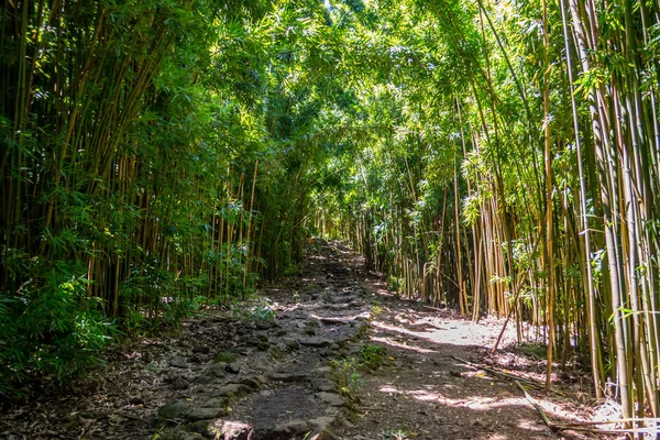 Gyönyörű kilátás nyílik az erdőre Maui, Hawaii — Stock Fotó