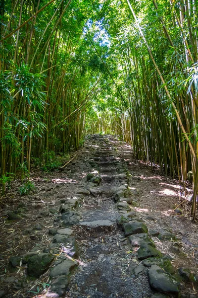 Uma vista deslumbrante da floresta em Maui, Havaí — Fotografia de Stock