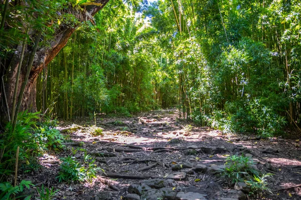 Uma vista deslumbrante da floresta em Maui, Havaí — Fotografia de Stock