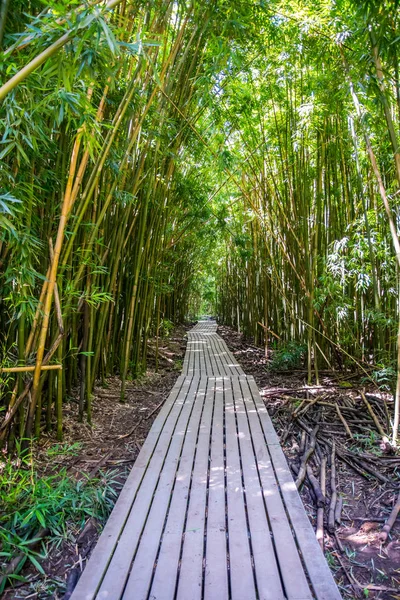 Een zeer lange promenade omringd door bamboe bomen in Maui, Hawaii — Stockfoto