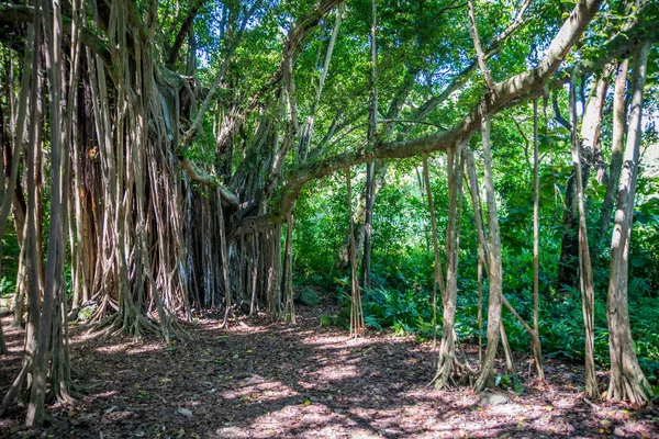 A huge and enormous tree in Maui, Hawaii — Stock Photo, Image