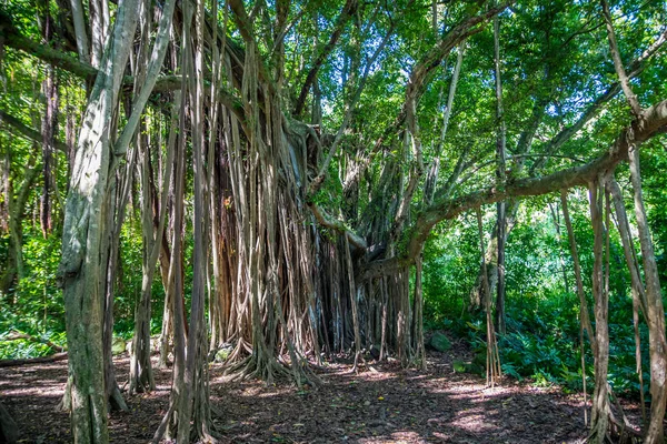 Uma árvore enorme e enorme em Maui, Havaí — Fotografia de Stock