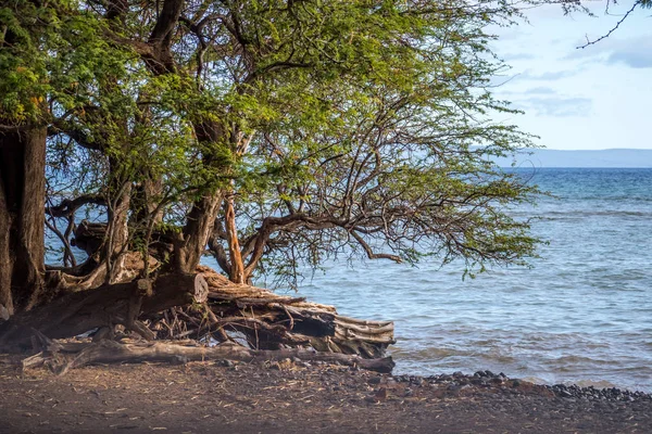 A gorgeous view of the natural landscape in Maui, Hawaii — Stock Photo, Image