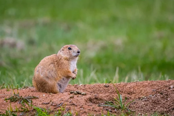 Câini de prerie în Custer State Park, Dakota de Sud — Fotografie, imagine de stoc