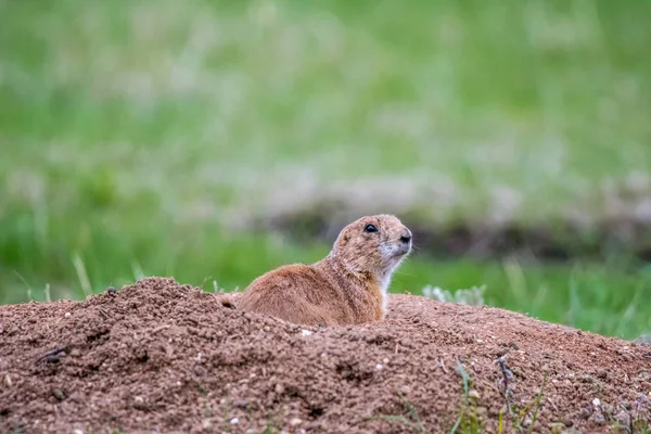 Präriehundar i Custer State Park, South Dakota — Stockfoto