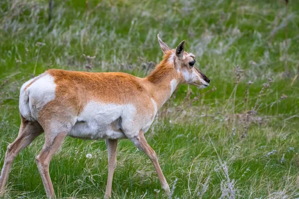 Pronghorn in the field of Custer State Park, South Dakota — Stock Photo, Image