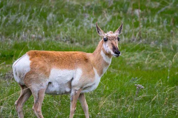 Pronghorn im Custer State Park, South Dakota — Stockfoto