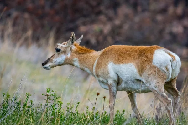 Pronghorn in the field of Custer State Park, South Dakota — Stock Photo, Image