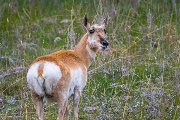 Pronghorn in the field of Custer State Park, South Dakota — Stock Photo, Image