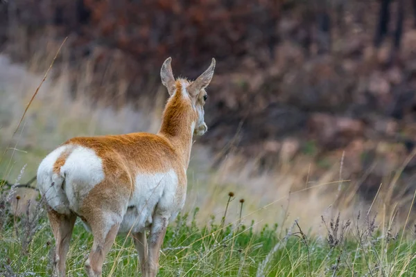 Pronghorn in the field of Custer State Park, South Dakota — Stock Photo, Image