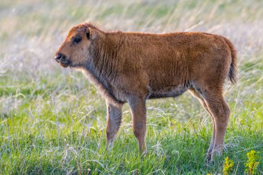 Güney Dakota, Custer Eyalet Parkı 'nda Kırmızı Köpekler