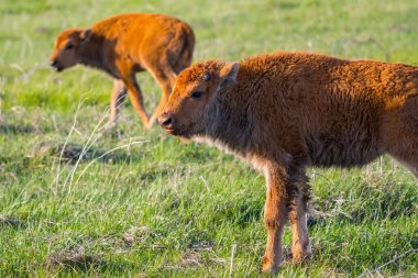 Güney Dakota, Custer Eyalet Parkı 'nda Kırmızı Köpekler