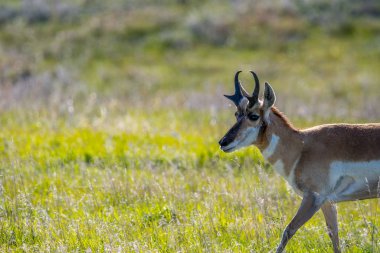 Güney Dakota 'daki Custer Eyalet Parkı' nda at yarışı.
