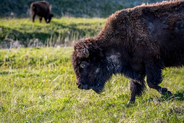 Amerikanische Bisons im Bereich des Custer State Park, South Dakota — Stockfoto