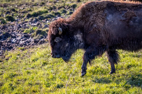 サウスダコタ州カスター州立公園のアメリカのバイソン — ストック写真