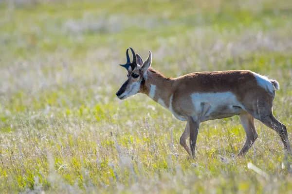 南达科他州卡斯特国家公园田里的长角羚 — 图库照片