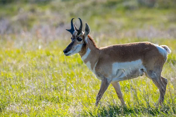 Pronghorn en el campo de Custer State Park, Dakota del Sur — Foto de Stock