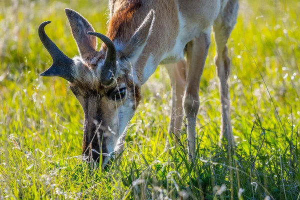 サウスダコタ州カスター州立公園のフィールドにあるプロホーン — ストック写真