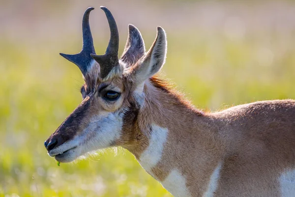 サウスダコタ州カスター州立公園のフィールドにあるプロホーン — ストック写真