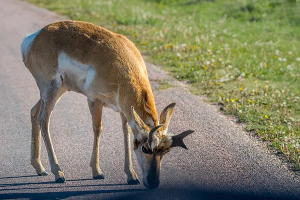 Pronghorn in the field of Custer State Park, South Dakota — Stock Photo, Image