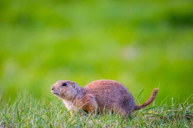 Güney Dakota, Custer Eyalet Parkı 'nda Çayır Köpekleri