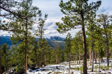 Güney Dakota 'daki Black Hills Ulusal Ormanı manzarası