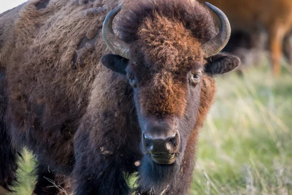 American Bison στο πεδίο του Custer State Park, Νότια Ντακότα — Φωτογραφία Αρχείου