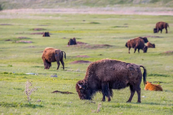 American Bison y su cría en el campo de Custer State Park, Dakota del Sur — Foto de Stock