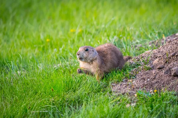 Prairie Dogs in Custer State Park, Νότια Ντακότα — Φωτογραφία Αρχείου