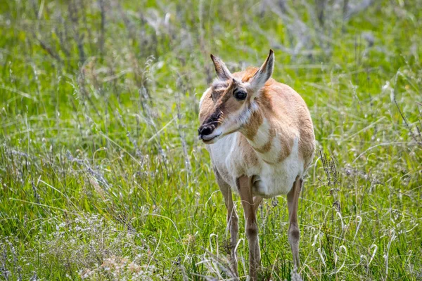 Pronghorn nel campo del Custer State Park, Dakota del Sud — Foto Stock