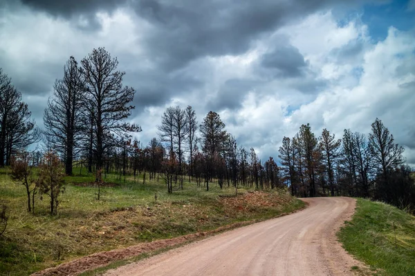 サウスダコタ州クスター州立公園の道を長い道のり — ストック写真