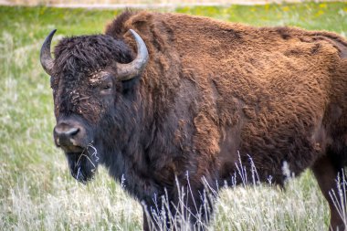 Güney Dakota Custer Eyalet Parkı 'nda Amerikan Bizonu