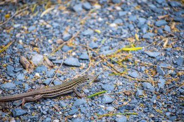 Six-lined Racerunner lizard in Rio Grande Valley State Park, Texas