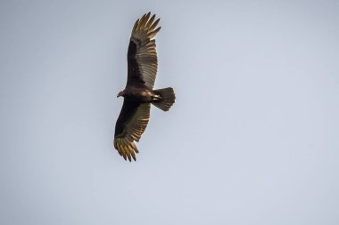 A large Turkey Vulture in Rio Grande Valley State Park, Texas