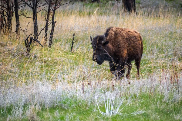 南达科他州卡斯特国家公园田里的美洲野牛 — 图库照片