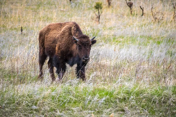 Amerikai bölény a dél-dakotai Custer State Park területén — Stock Fotó