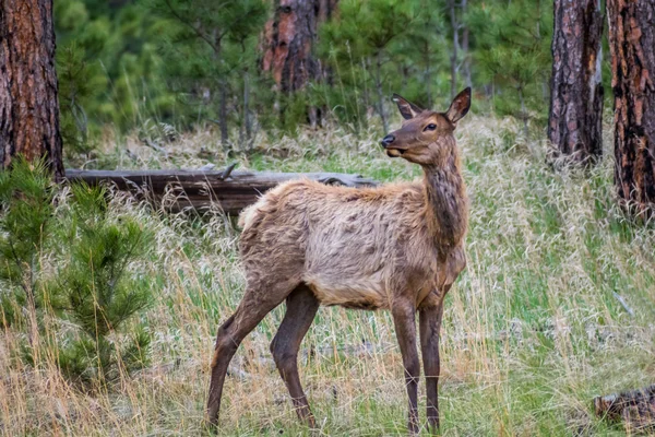 Cervo dalla coda bianca nel campo del Custer State Park, Dakota del Sud — Foto Stock